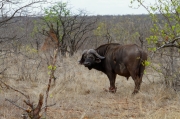 08 - Kruger NP (5)